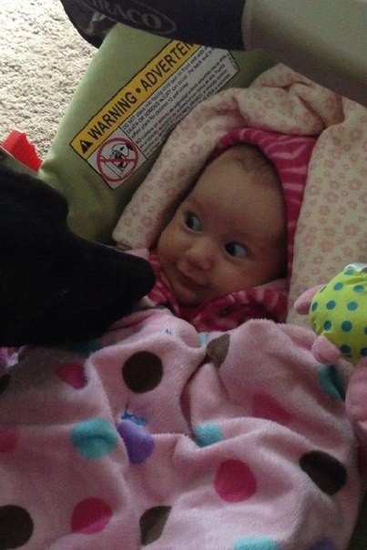 Реакция младенцев, которые увидели собаку