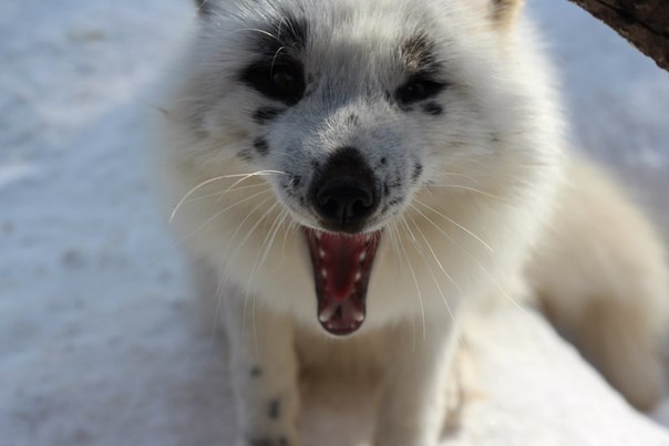 Ручная лиса по кличке Весна.. Эту позитивную лисичку из Красноярского зоопарка зовут Весна, она абсолютная ручная и чем-то даже по характеру напоминает озорного и игривого щенка. Автор фотографий в продолжении поста воспитывает лисицу уже на протяжении го - 8
