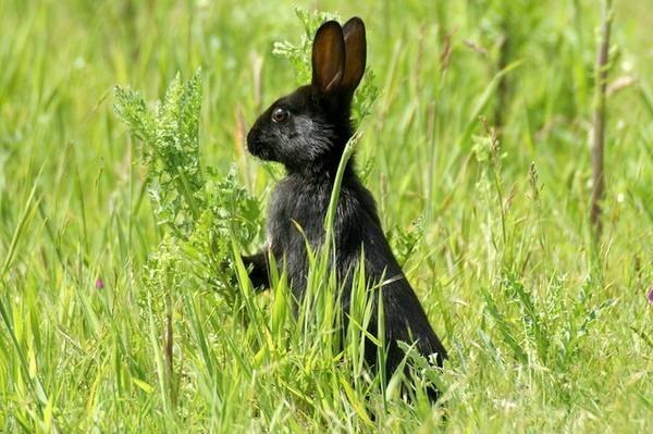 Seltene schwarze Farbe.