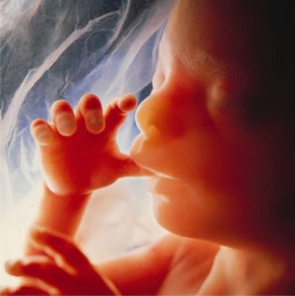The emergence and development of life in a child within the mother's womb. - 6