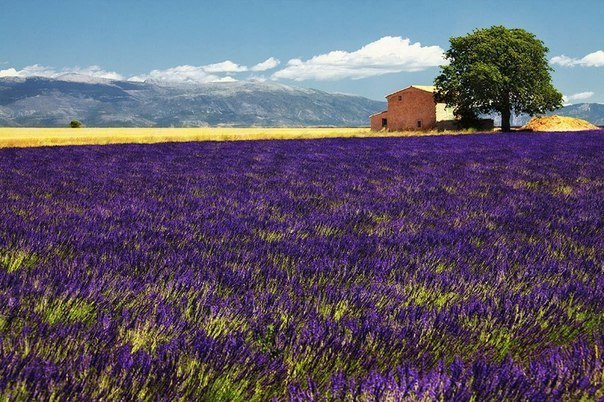 Field in Provence, France