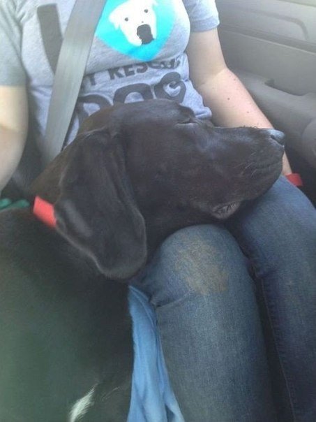 Las caras de los perros que subían a un automóvil por primera vez. - 5