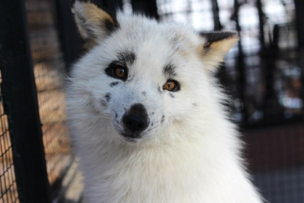 Ручная лиса по кличке Весна.. Эту позитивную лисичку из Красноярского зоопарка зовут Весна, она абсолютная ручная и чем-то даже по характеру напоминает озорного и игривого щенка. Автор фотографий в продолжении поста воспитывает лисицу уже на протяжении го - 7