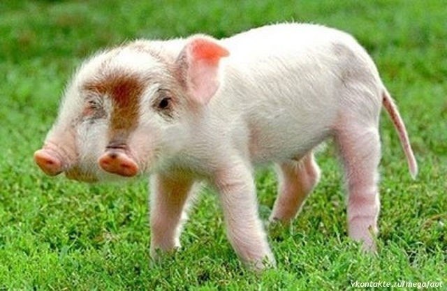 Tiere mit zwei Köpfen. - 7