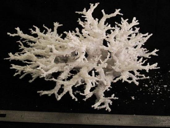 ¿Sabías que... si una potente descarga eléctrica golpea la superficie de la tierra, puede dejar su marca: un tubo de vidrio parcialmente transparente llamado fulgurita?