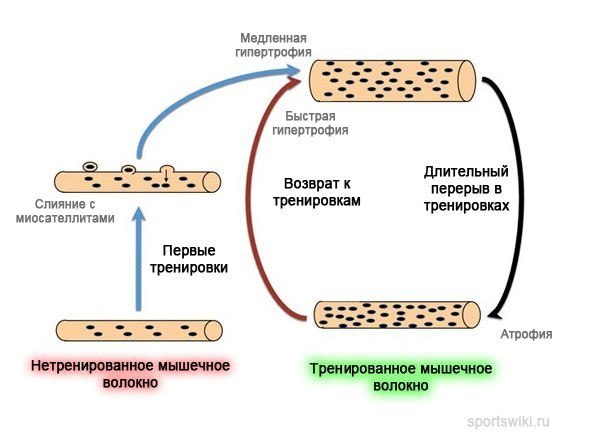 Muscle memory. Muscle memory is a long-term structural changes (restructuring) of muscle and nerve cells that develop under the influence of physical training and provide a quick recovery of fitness after a long rest.
