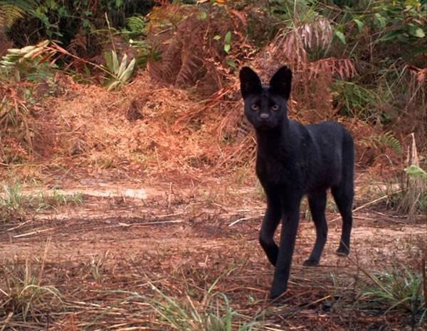 Seltene schwarze Farbe. - 5