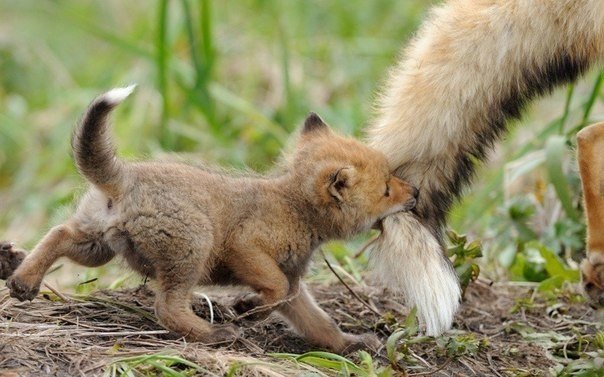 El mundo animal de Kamchatka en las fotografías de Igor Shpilenok. - 7