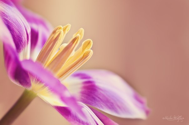 Краски весны в работах фотографа из Словакии Mirka Wolfova - 6