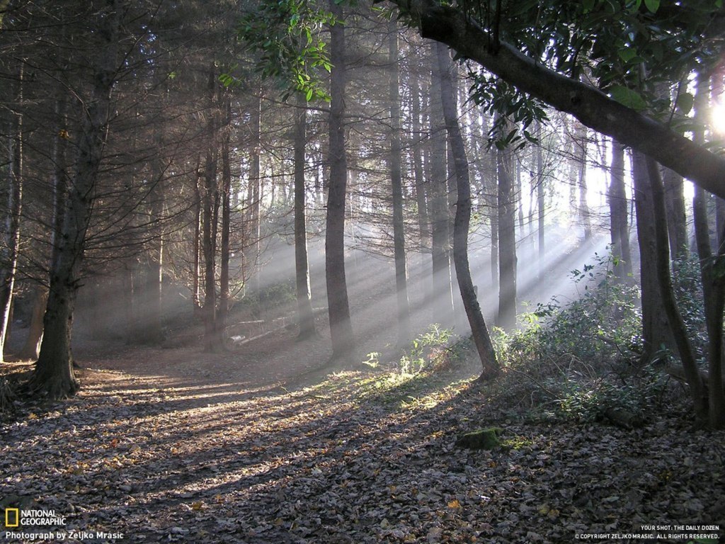 Первые лучи утреннего солнца в лесу, Ирландия