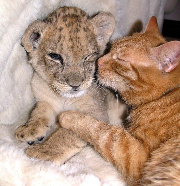 Примеры удивительной дружбы в животном мире. - 2