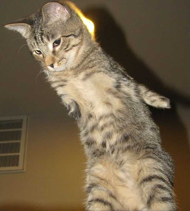 Котенок-инвалид научился ходить на задних лапах. Котенок-инвалид поразил пользователей Facebook своей волей к жизни: животное балансирует в вертикальном положении, прыгает и играет, несмотря на отсутствие передних лап