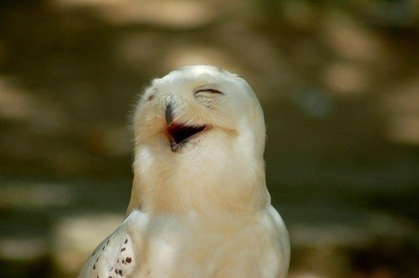 Смеющиеся совы - 8