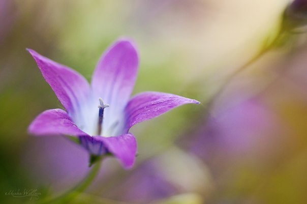 Краски весны в работах фотографа из Словакии Mirka Wolfova - 5