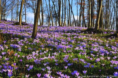 Весна в Криму - 8