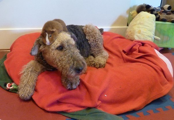 Ejemplos de una amistad asombrosa en el mundo animal. - 9