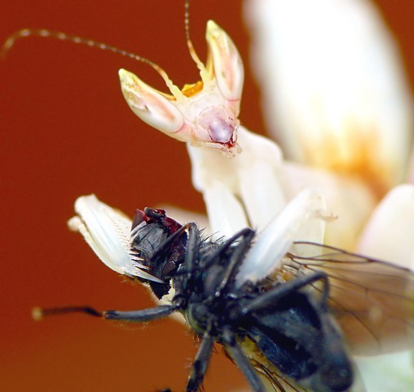 Оживший цветок. Если когда-нибудь в Юго-Восточной Азии вам доведется увидеть красивый цветок орхидеи, то не удивляйтесь, что он вдруг улетит при попытке сорвать его. . Скорее всего, это замаскированный под растение богомол Hymenopus coronatus - Орхидейный - 7
