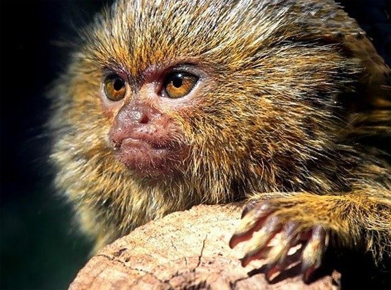 Małpy karliczki. To najmniejsze zwierzęta na świecie. - 1