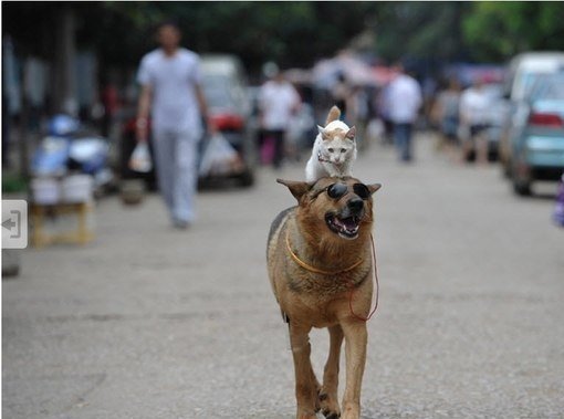 На улицах Куньмина, провинция Юньнань, можно встретить странную парочку — собаку и кошку, восседающую на товарище верхом. Зовут их Ванцай и Мими.. Хозяин животных, 42-летний отставной полицейский Сюй Цзинь удивляется столь крепкой дружбе не меньше других.