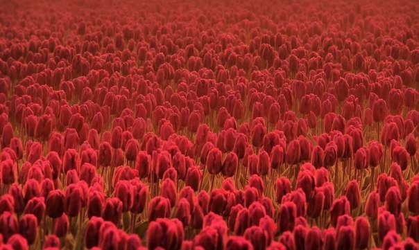 Amazing field of red tulips, Netherlands