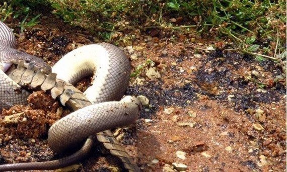 Un enfrentamiento mortal entre depredadores: una pitón contra un cocodrilo. - 6