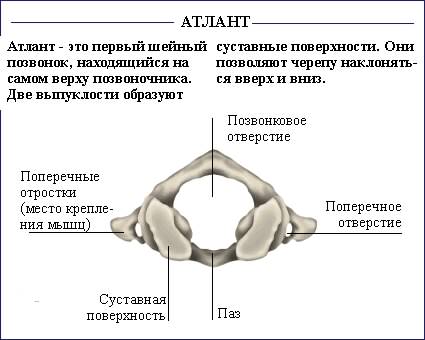 Позвоночник. Позвоночник проходит вдоль всей спины посредине, от черепа к тазу. <br>Состоит из коротких костей, позвонков, расположенных один над другим. . Всего насчитывается 34 позвонка, хотя всего 24 из них являются <br>отдельными костями, остальные об - 6