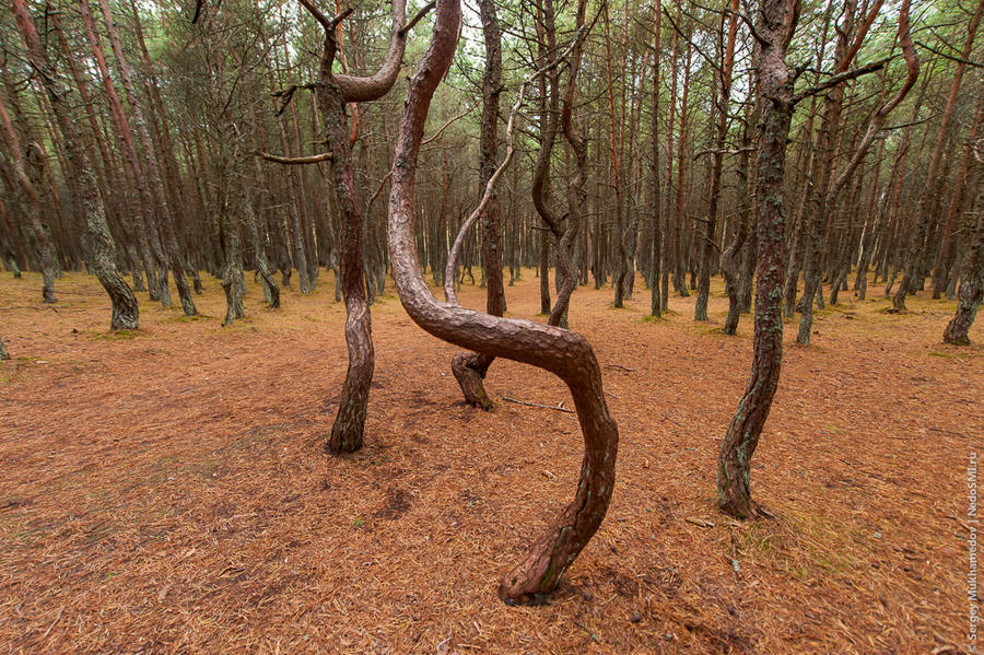 "Танцующий лес" в Калининградской области. В национальном парке “Куршская Коса”, что в Калининградской области, находится одно очень загадочное место под названием “Танцующий лес”. Под столь интригующим названием скрывается небольшой участок соснового лес - 8