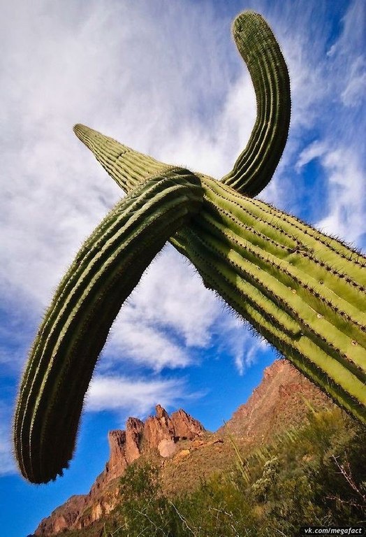 Gigantescos cactus saguaro. - 8