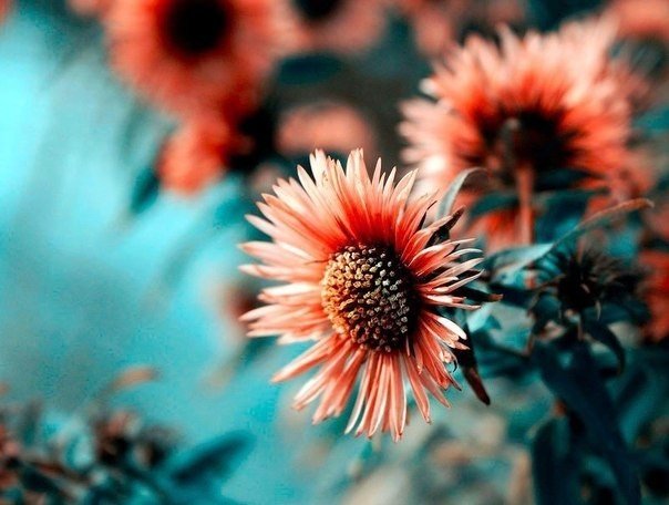 Польская фотохудожница Барбара Флорчик создает атмосферные фотографии, посвященые природе. - 4