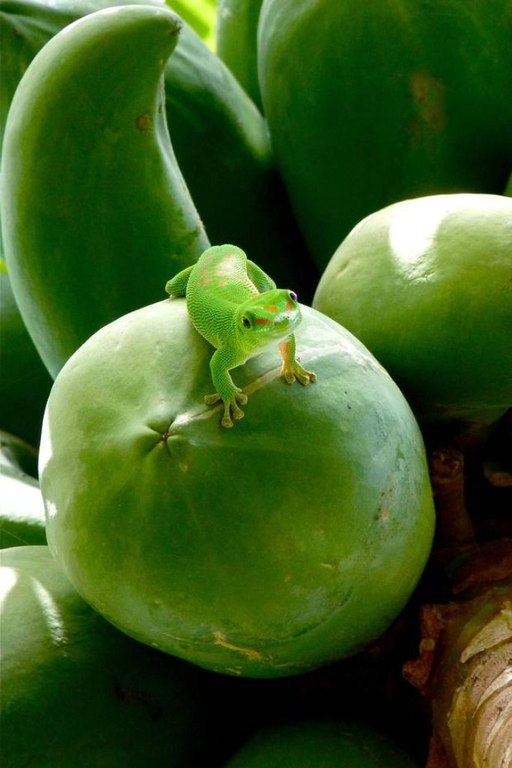 Лучшие фотографии с фотоконкурса ZSL Animal Photography Prize 2013.