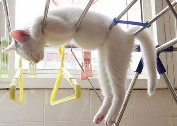 ¡Las gatas pueden dormir donde quieran! - 7