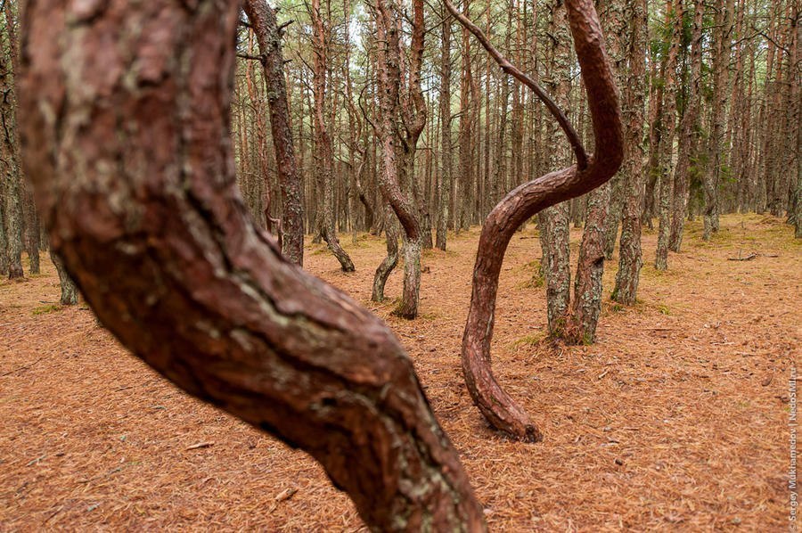 "Танцующий лес" в Калининградской области. В национальном парке “Куршская Коса”, что в Калининградской области, находится одно очень загадочное место под названием “Танцующий лес”. Под столь интригующим названием скрывается небольшой участок соснового лес