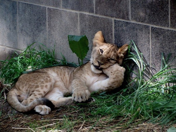Львенок в зоопарке Генри Дурли, Омаха, Штат Небраска, США