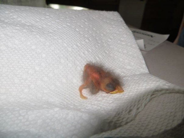 El destino de un polluelo. Dos hermanos encontraron en la acera una pequeñísima cría de pájaro que acababa de eclosionar.