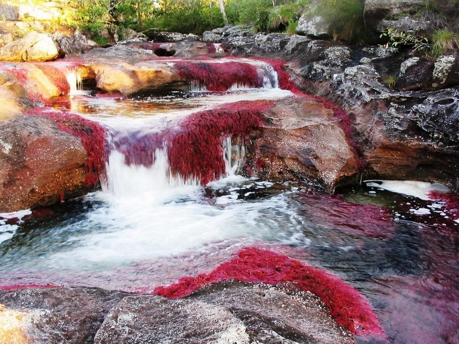 El Cañón de los Cristales es el río más hermoso de la Tierra. - 5