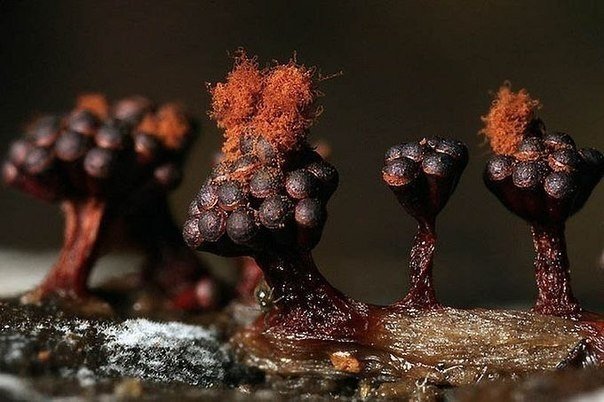 El asombroso mundo de las mohos en las macrofotografías. - 6