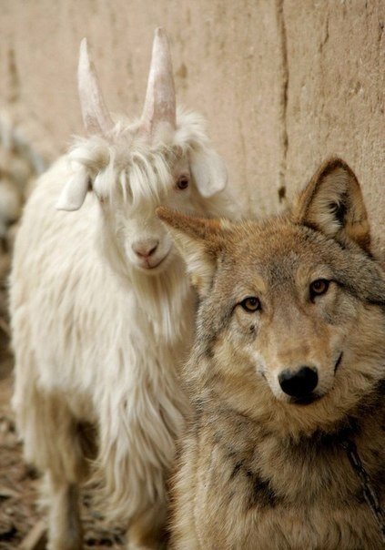 Примеры удивительной дружбы в животном мире. - 5