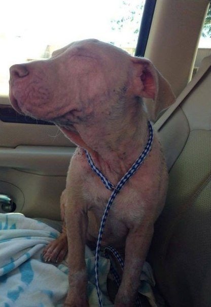 Las caras de los perros que subían a un automóvil por primera vez. - 9