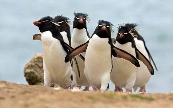 Pinguine am Strand