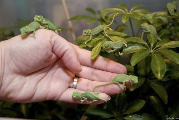 Детеныши хамелеонов, Мадагаскар