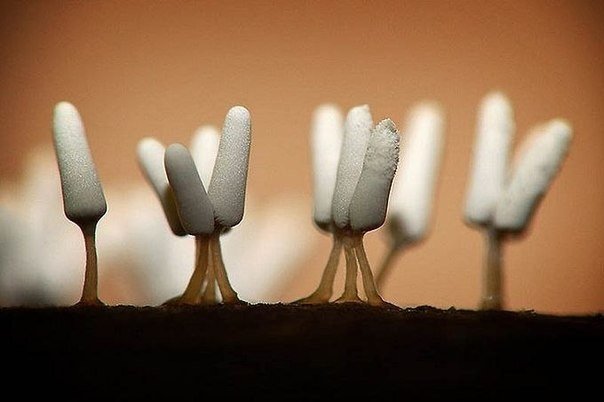 El asombroso mundo de las mohos en las macrofotografías. - 8