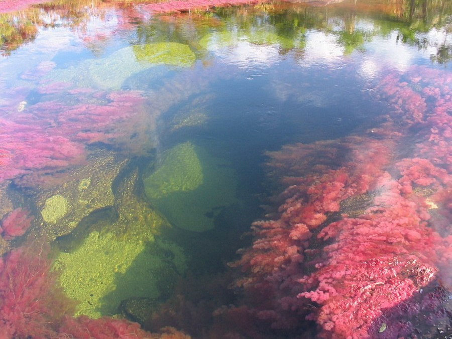 El Cañón de los Cristales es el río más hermoso de la Tierra. - 9