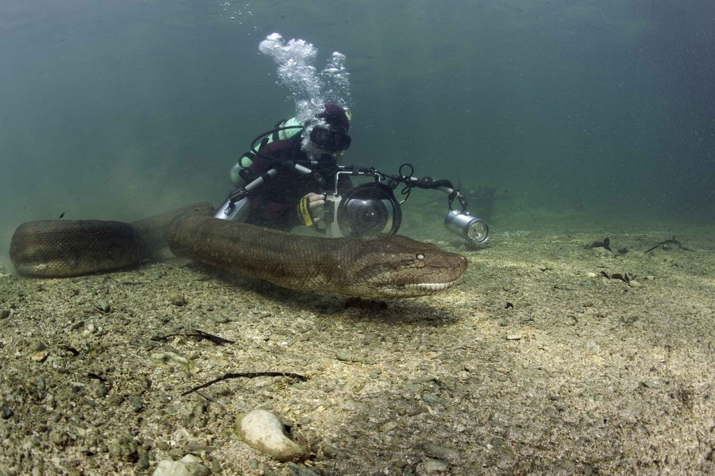 Дайвер из Швейцарии Франко Банфи мечтал заснять в природе знаменитую анаконду, и для этого он отправился в бразильский регион Мато Грассо.<br>Его мечта сбылась, ему удалось сделать потрясающие фотографии анаконды прямо в ее естественной среде обитания, по