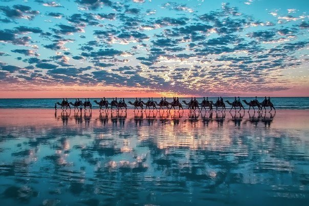 Calm of Calb Bull, Australia