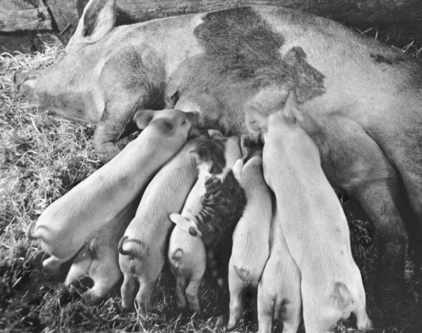 Ejemplos de una amistad asombrosa en el mundo animal.