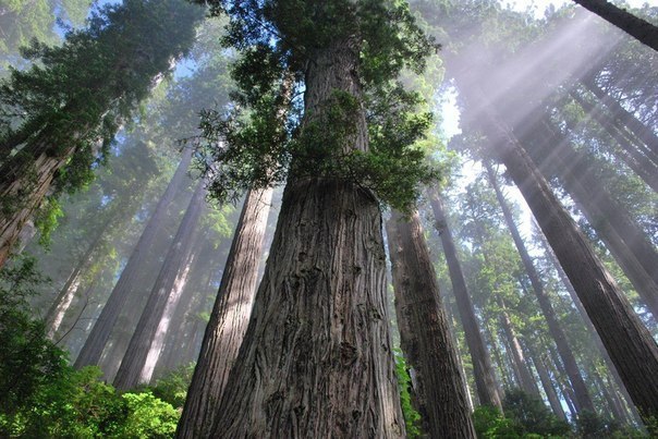 Forest in Redwood National Park