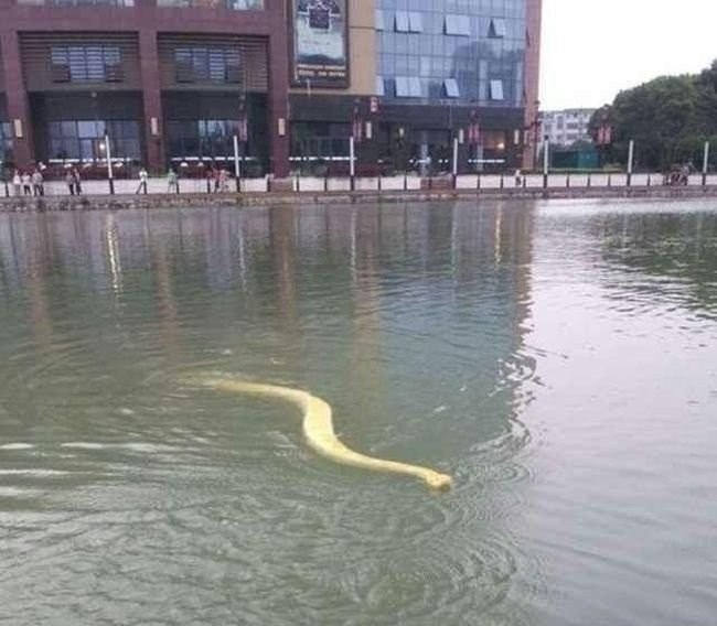 Ein Chinese hat sich einen Hauspython angeschafft. - 1