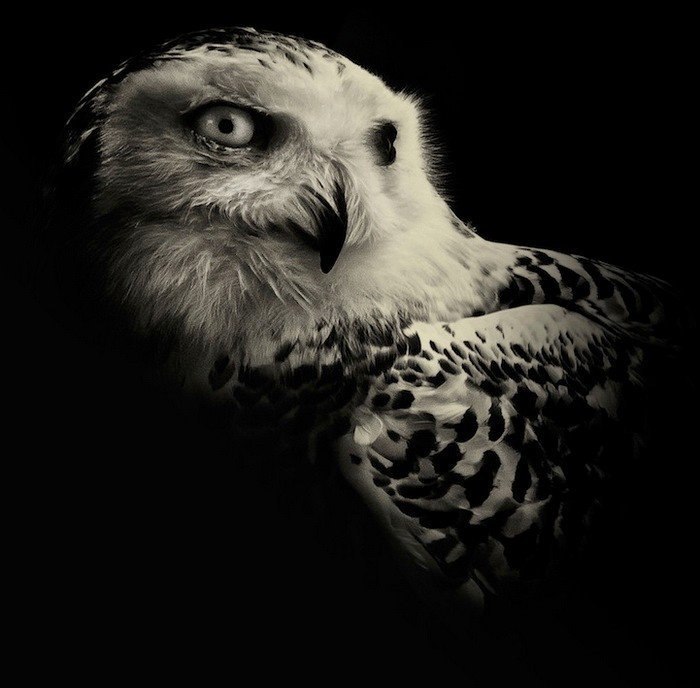 Лицом к лицу: интригующие черно-белые портреты диких животных от Alex Teuscher - 5