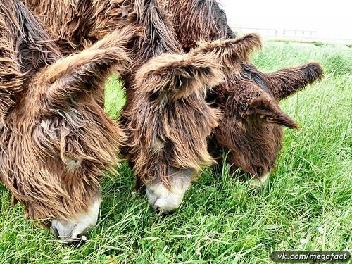 La especie de burro más rara… Conozcan al burro más extraordinario de nuestro planeta: la raza francesa Poitou.