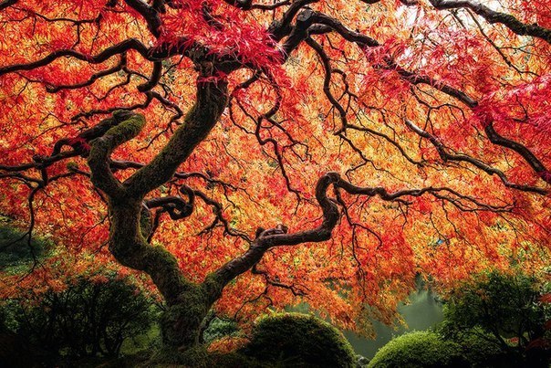 Деверо в японском саду в Портленде, Штат Орегон, США